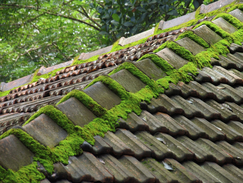 Démoussage de toiture à Nueil-les-Aubiers