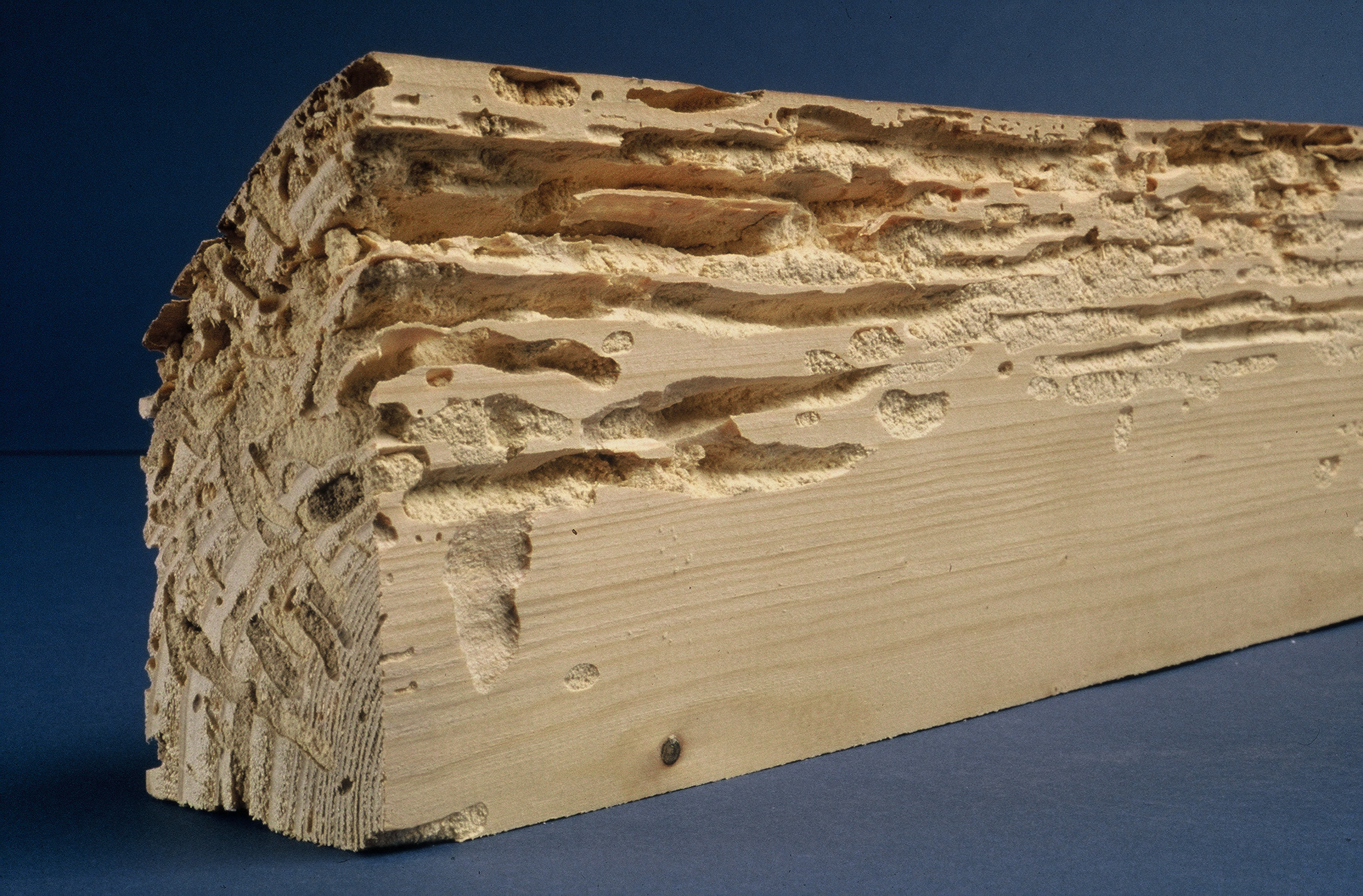 Traitement de charpente, bois à Niort